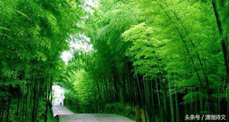 小雨天的竹林七绝,竹林溪水的七绝诗