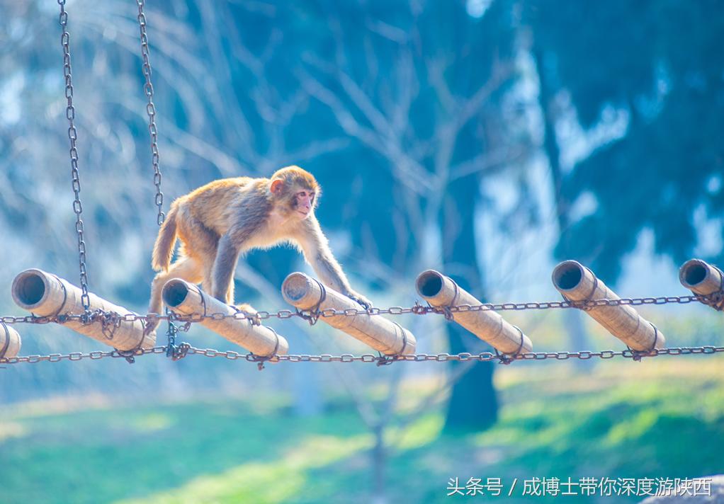 西安有银杏树旅游景区,西安旅游排名前十的景区有哪些