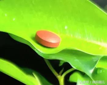 备孕注意什么能够怀龙凤胎几率大,备孕妈妈孕期需要注意什么呢