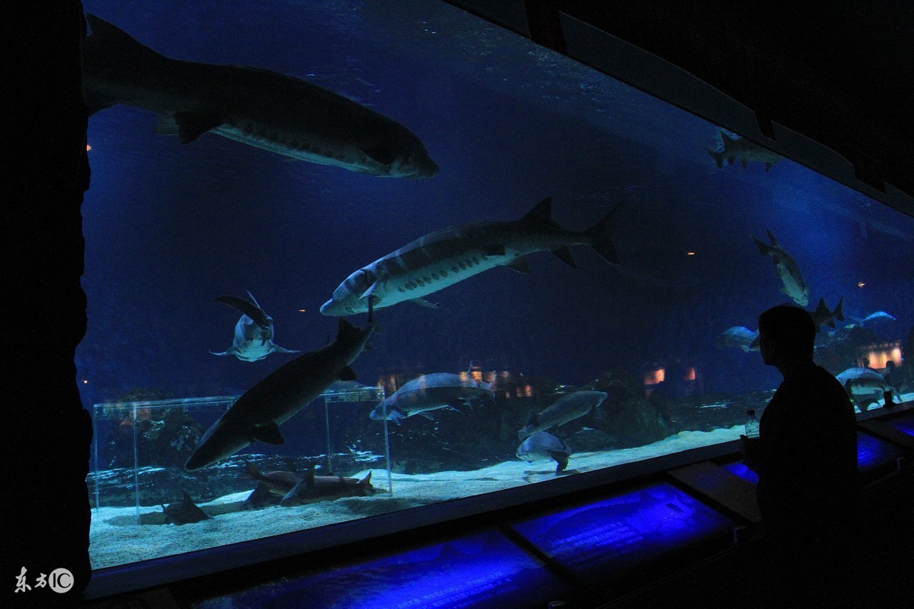 北京海洋馆必须买动物园门票吗,北京海洋馆表演时间表
