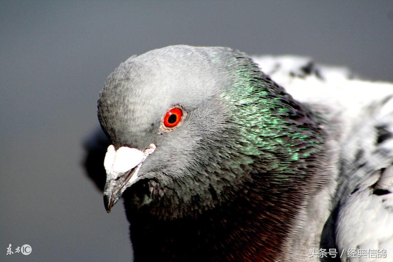 关于信鸽的知识大全,信鸽羽毛知识