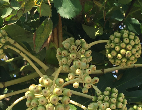 绿色的青蛙泡酒治疗风湿病,老鹳草泡酒治风湿最佳搭配
