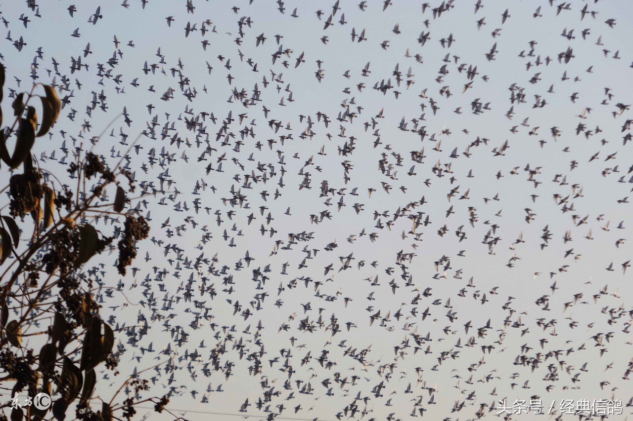 关于信鸽的知识大全,信鸽羽毛知识