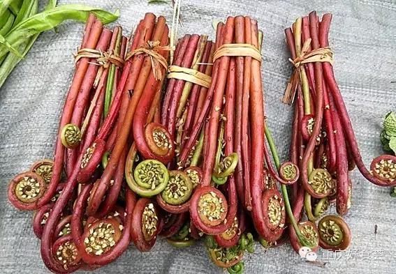 踏青挖野菜指南,最好玩的野趣旅游地方采野菜