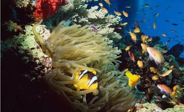 帕劳旅游免费玩,帕劳2019年能去旅游吗