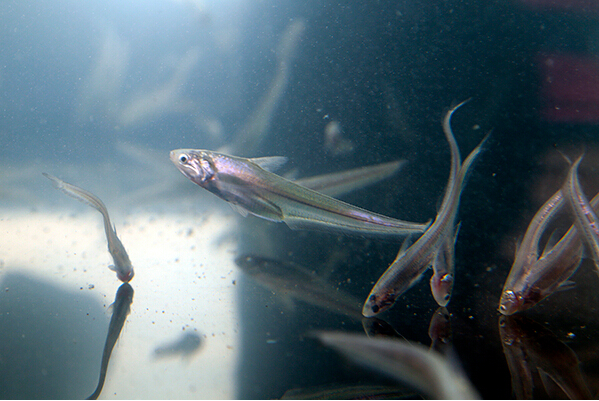 刀鱼价格2022,刀鱼价格