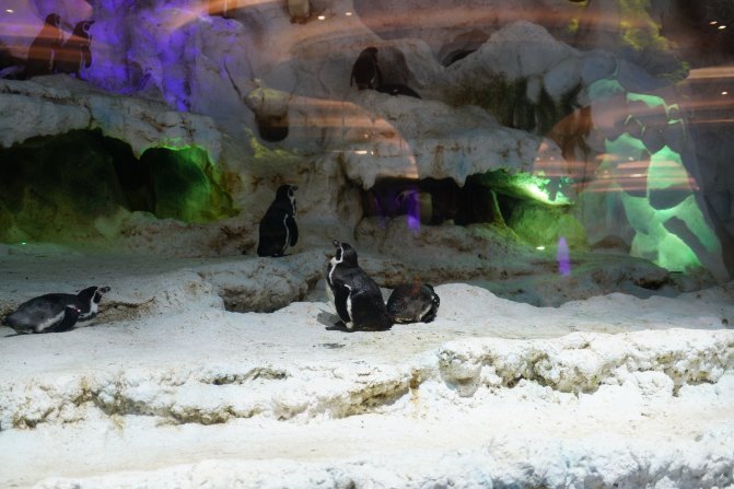 珠海长隆海洋王国2天1夜游玩攻略,最新珠海长隆海洋王国旅游攻略