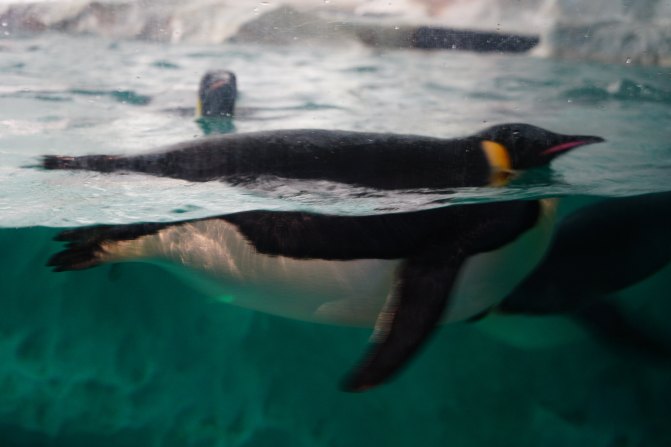 珠海长隆海洋王国2天1夜游玩攻略,最新珠海长隆海洋王国旅游攻略