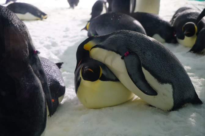 珠海长隆海洋王国2天1夜游玩攻略,最新珠海长隆海洋王国旅游攻略