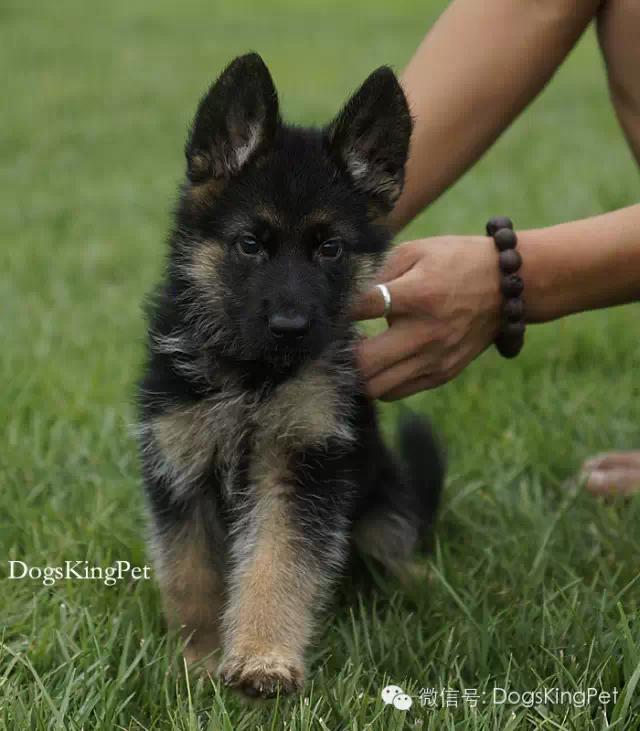 德牧生产产程多长时间,德牧分娩