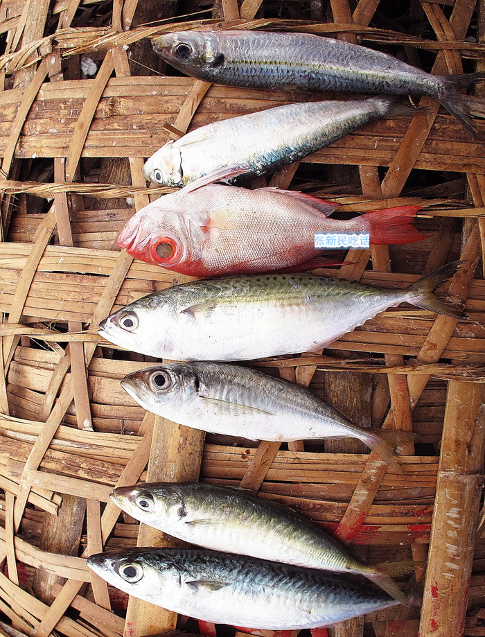潮汕巴浪鱼和福建巴浪鱼的区别,巴浪鱼是不是淡水鱼