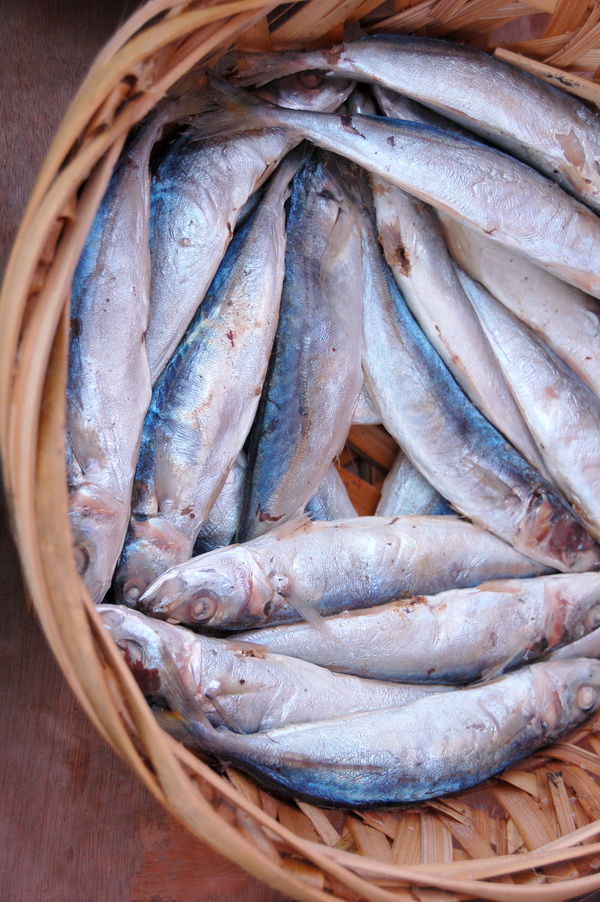 潮汕巴浪鱼和福建巴浪鱼的区别,巴浪鱼是不是淡水鱼