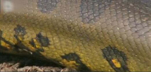 最大的鳄鱼和森蚺,巨型森蚺和巨型鳄鱼谁厉害