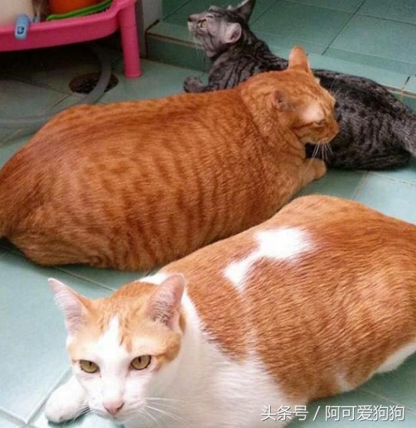 有一只会关心主人的喵星人可真好！