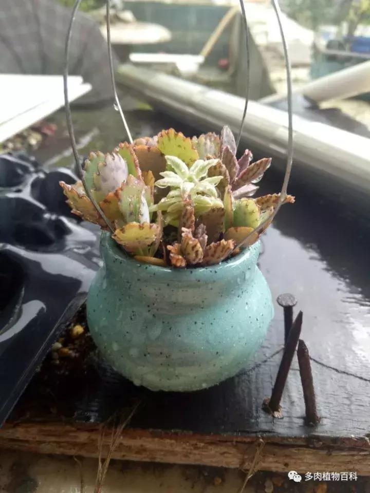 不死鸟的正确养法,如何养不死鸟