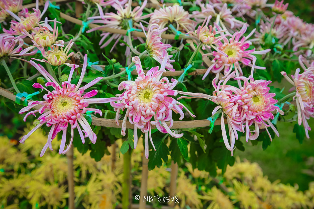 南通合适亲子游玩的园区,南通绿博园旁边游玩的地方