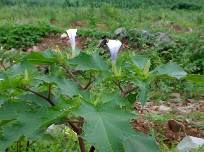 身边常见的中草药功效大全,常见中草药排名及功效