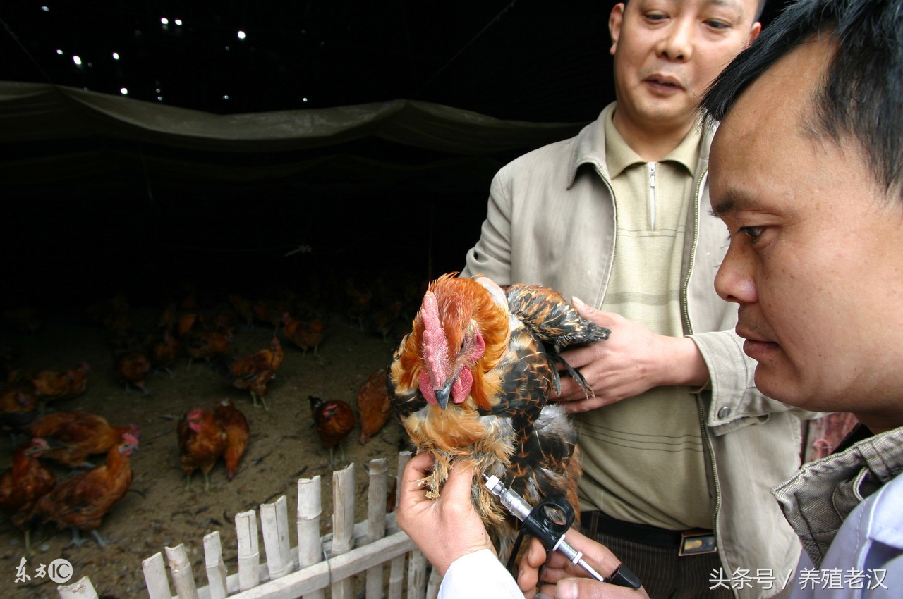 白羽肉鸡瘫痪怎么回事,肉鸡瘫痪怎么治疗最快
