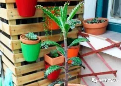 不死鸟的正确养法,如何养不死鸟