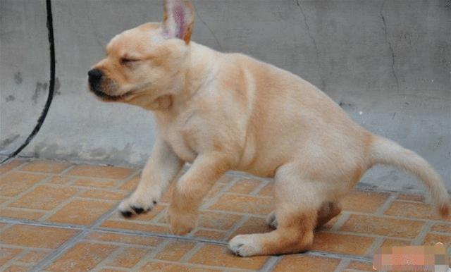 拉布拉多被卖给狗贩子哭了,捡到一只拉布拉多犬却又后悔了