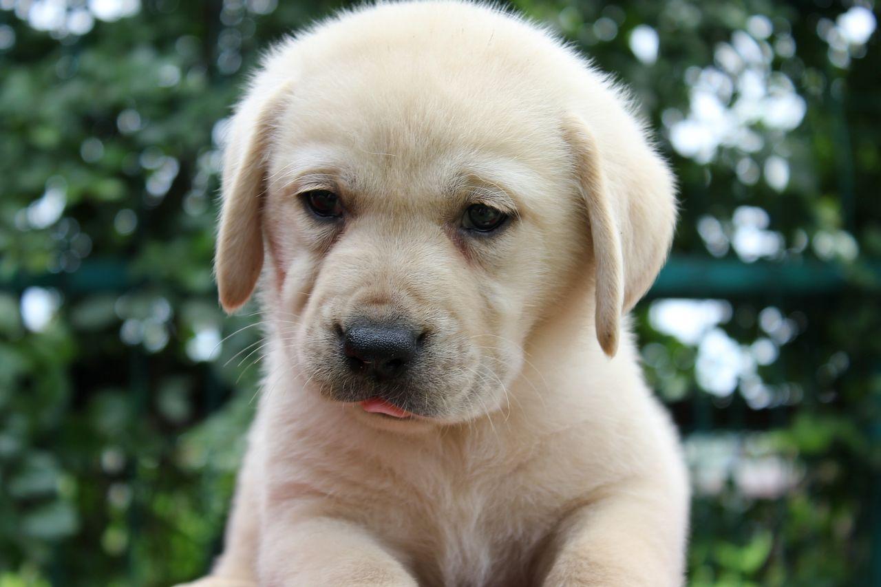 幼犬和成犬怎么养活的区别,6个月大型犬幼犬如何喂养