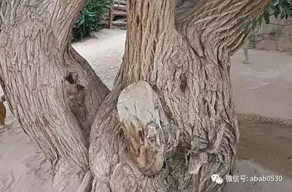 沙漠明珠月牙泉视频,沙漠月牙泉句子