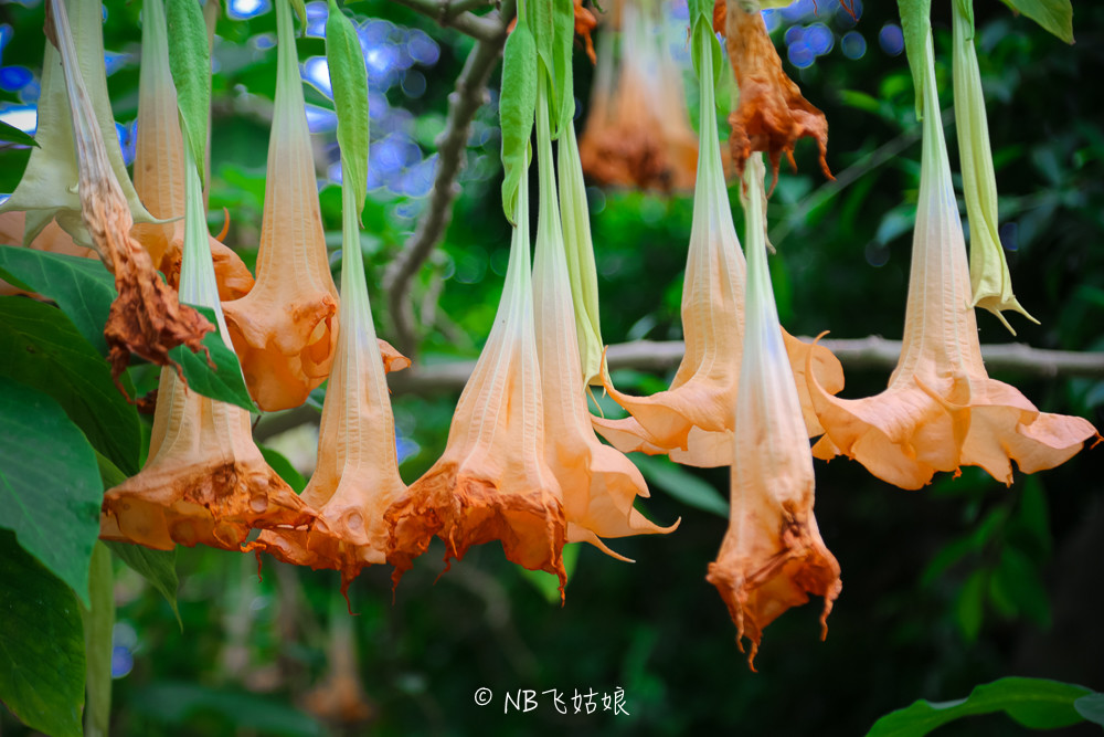 南通合适亲子游玩的园区,南通绿博园旁边游玩的地方
