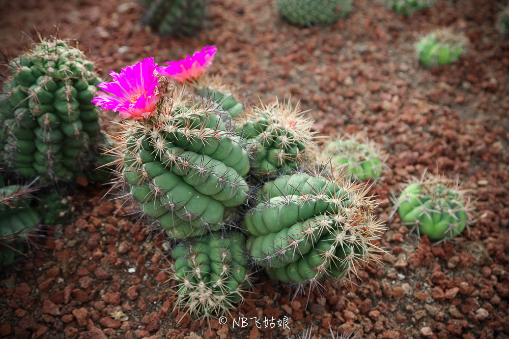 南通合适亲子游玩的园区,南通绿博园旁边游玩的地方