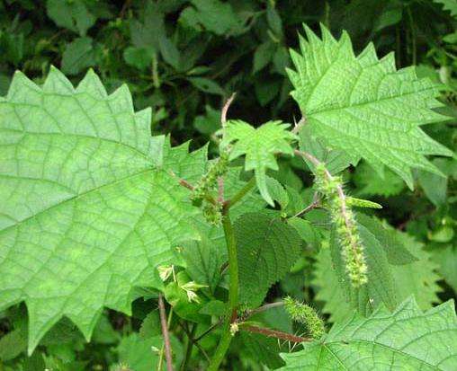 身边常见的中草药功效大全,常见中草药排名及功效