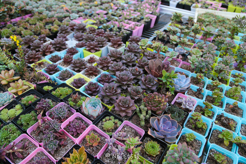 南通合适亲子游玩的园区,南通绿博园旁边游玩的地方