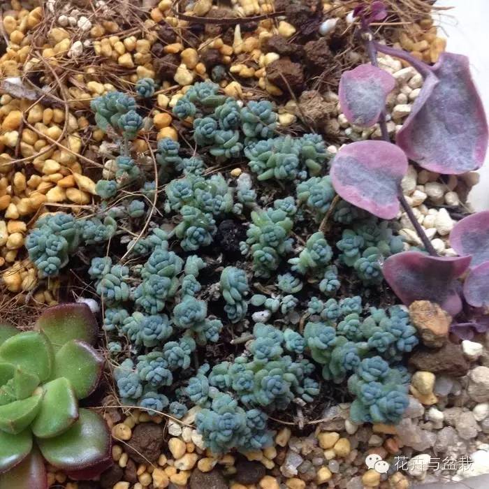 旋叶姬星美人大盆,姬星美人多肉