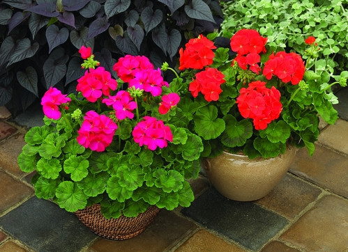 夏日防蚊虫植物,夏天快来了防蚊通风