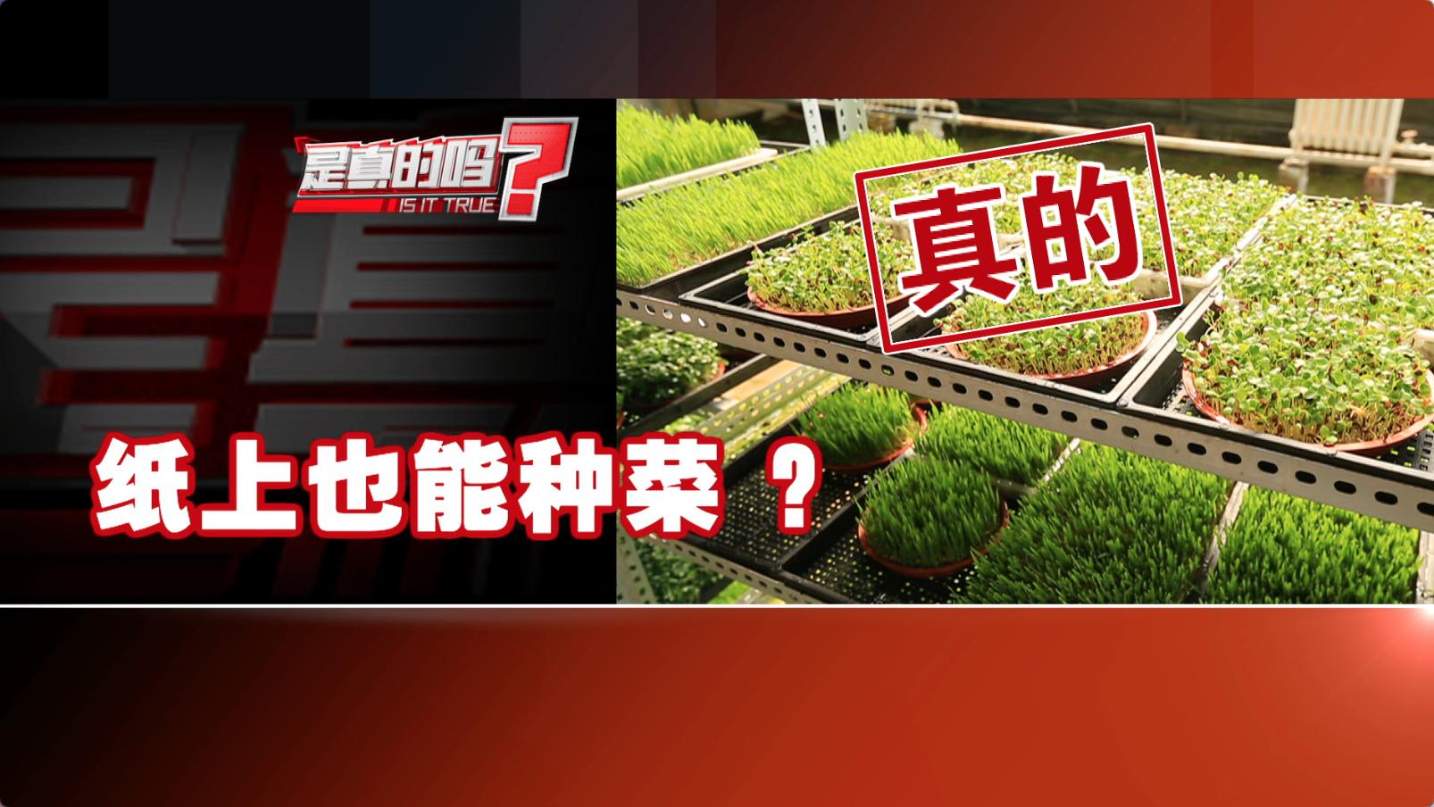 纸上种菜能够种向日葵吗,种菜小窍门两张纸就搞定