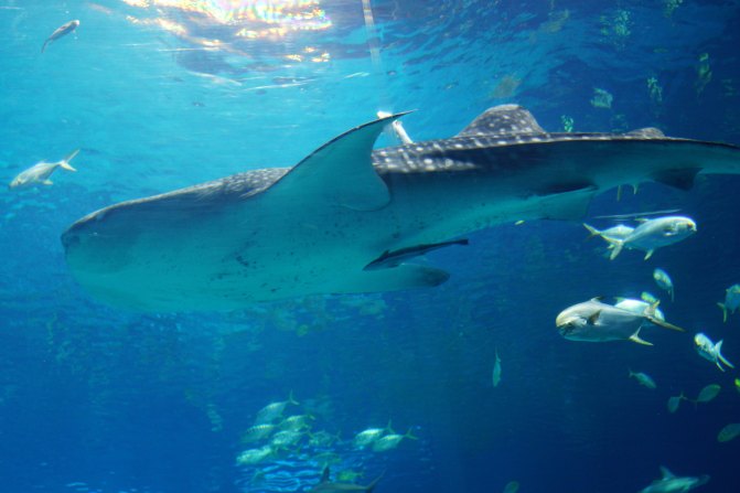 珠海长隆海洋王国2天1夜游玩攻略,最新珠海长隆海洋王国旅游攻略