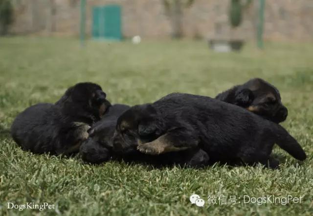 德牧生产产程多长时间,德牧分娩