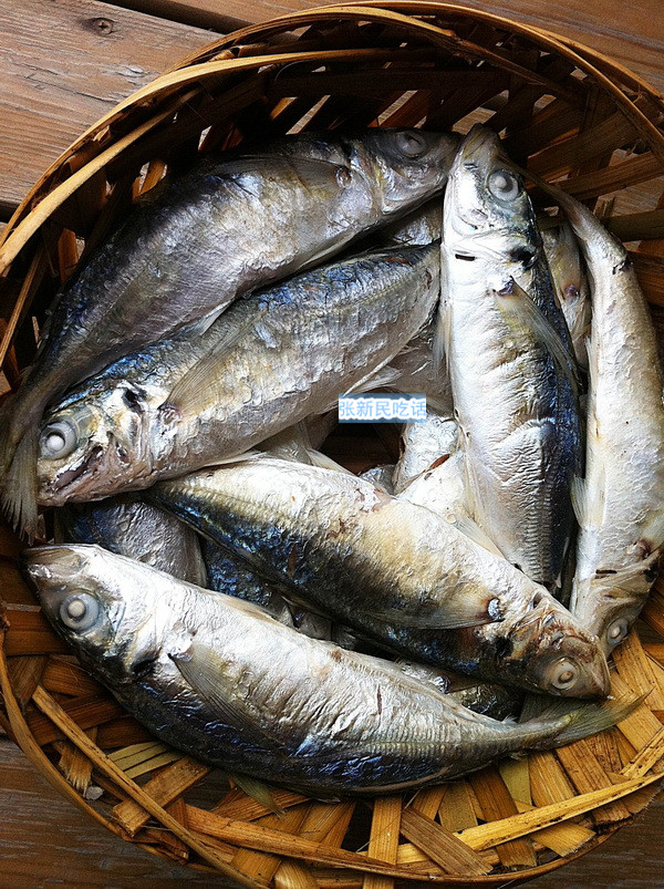 潮汕巴浪鱼和福建巴浪鱼的区别,巴浪鱼是不是淡水鱼