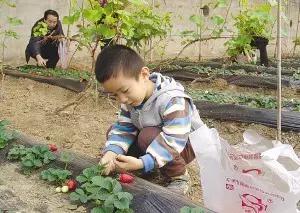 又到草莓时节,天津采摘草莓好又便宜的地方