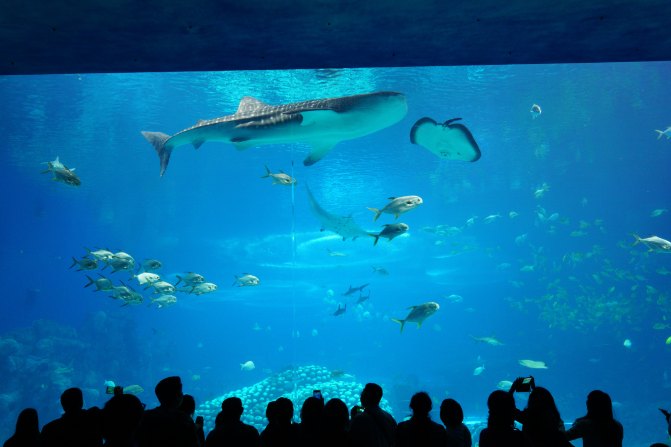 珠海长隆海洋王国2天1夜游玩攻略,最新珠海长隆海洋王国旅游攻略