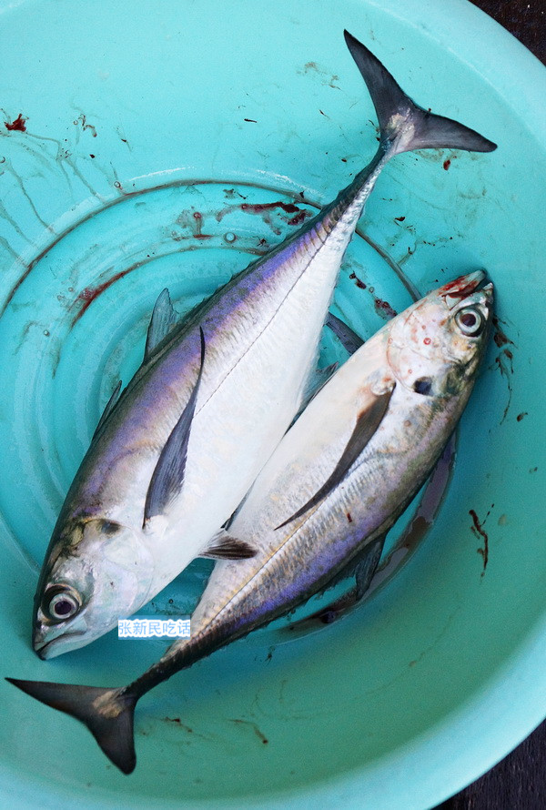 潮汕巴浪鱼和福建巴浪鱼的区别,巴浪鱼是不是淡水鱼