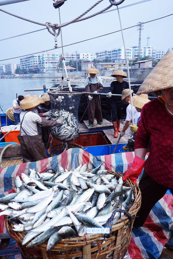潮汕巴浪鱼和福建巴浪鱼的区别,巴浪鱼是不是淡水鱼