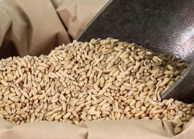 减肥期间怎么挑选10种燕麦,四月减肥高效食谱一日三餐