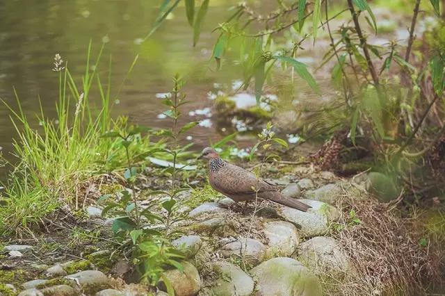 他在这里盖房子时，日本人还没学会唐风