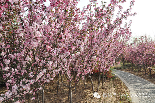 洛阳合适中学生好玩免费景点,洛阳各个景点的介绍
