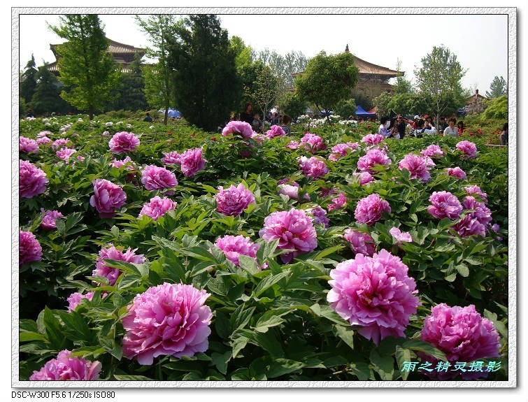 洛阳合适中学生好玩免费景点,洛阳各个景点的介绍