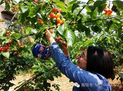 洛阳合适中学生好玩免费景点,洛阳各个景点的介绍