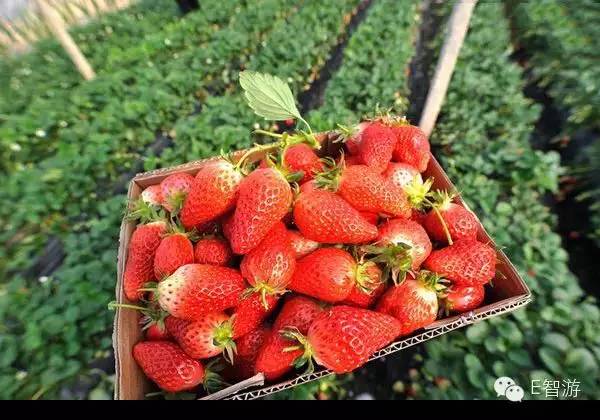 洛阳合适中学生好玩免费景点,洛阳各个景点的介绍