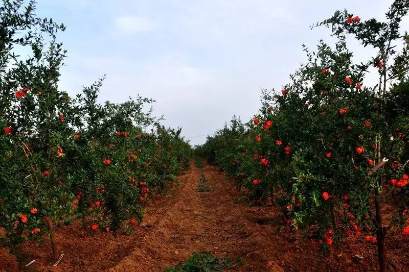 洛阳合适中学生好玩免费景点,洛阳各个景点的介绍
