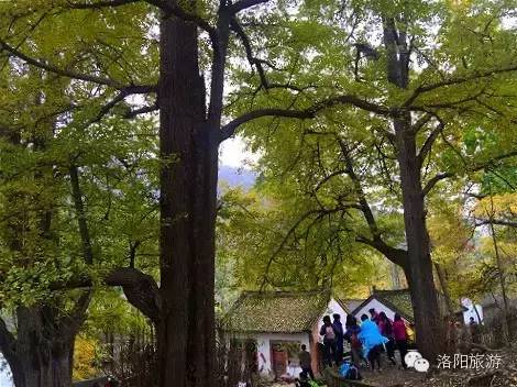 洛阳合适中学生好玩免费景点,洛阳各个景点的介绍