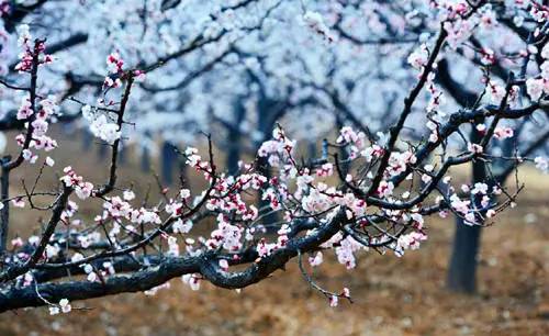 洛阳合适中学生好玩免费景点,洛阳各个景点的介绍