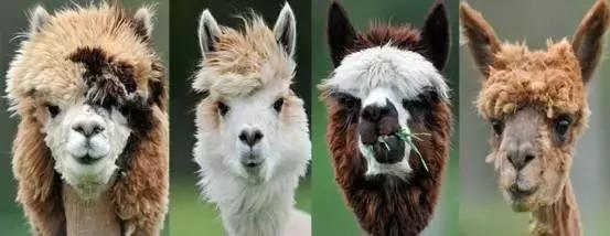 一套房的钱，在国外能买啥？看完扎心了老铁！